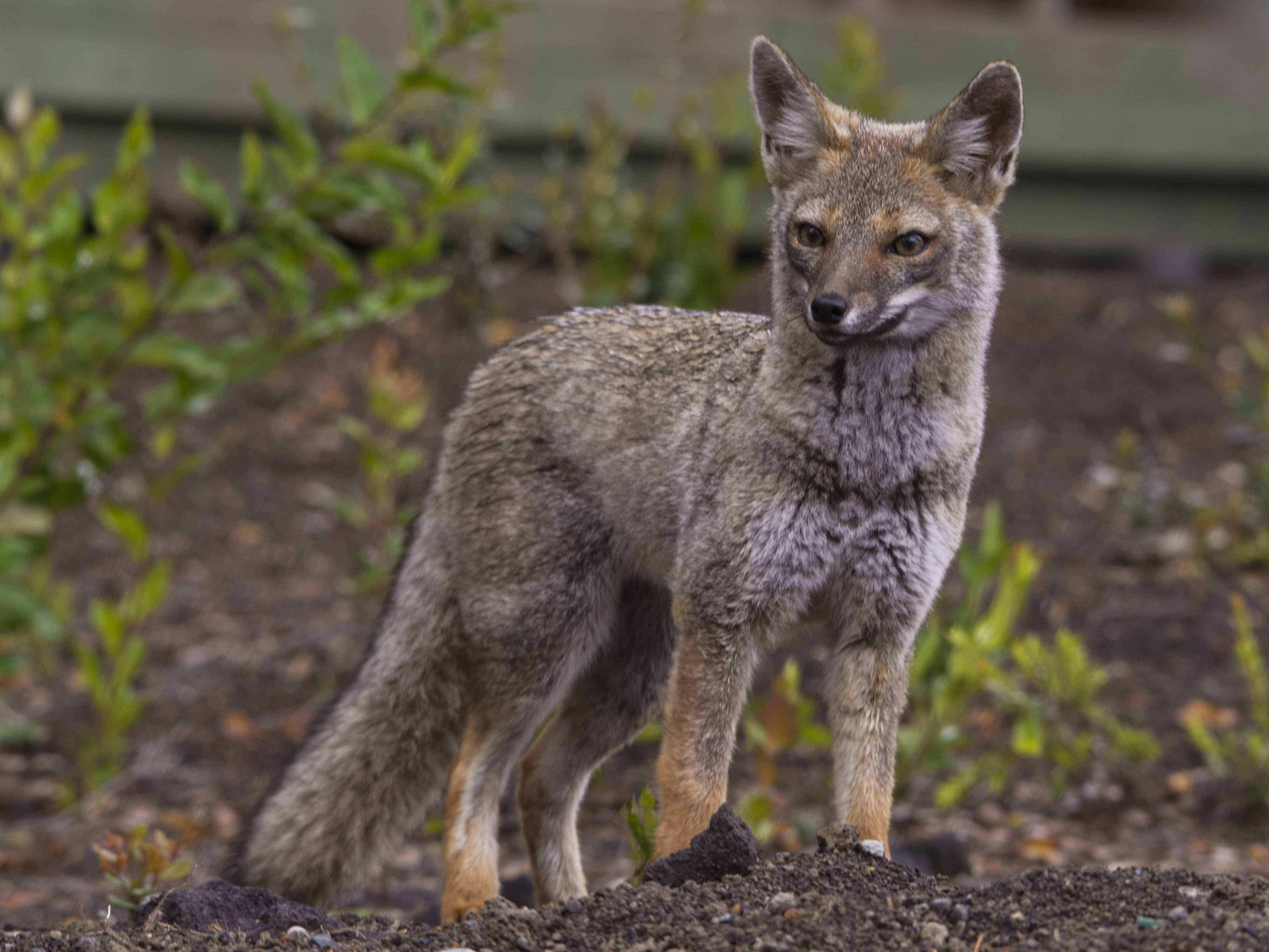 Chilla Fox