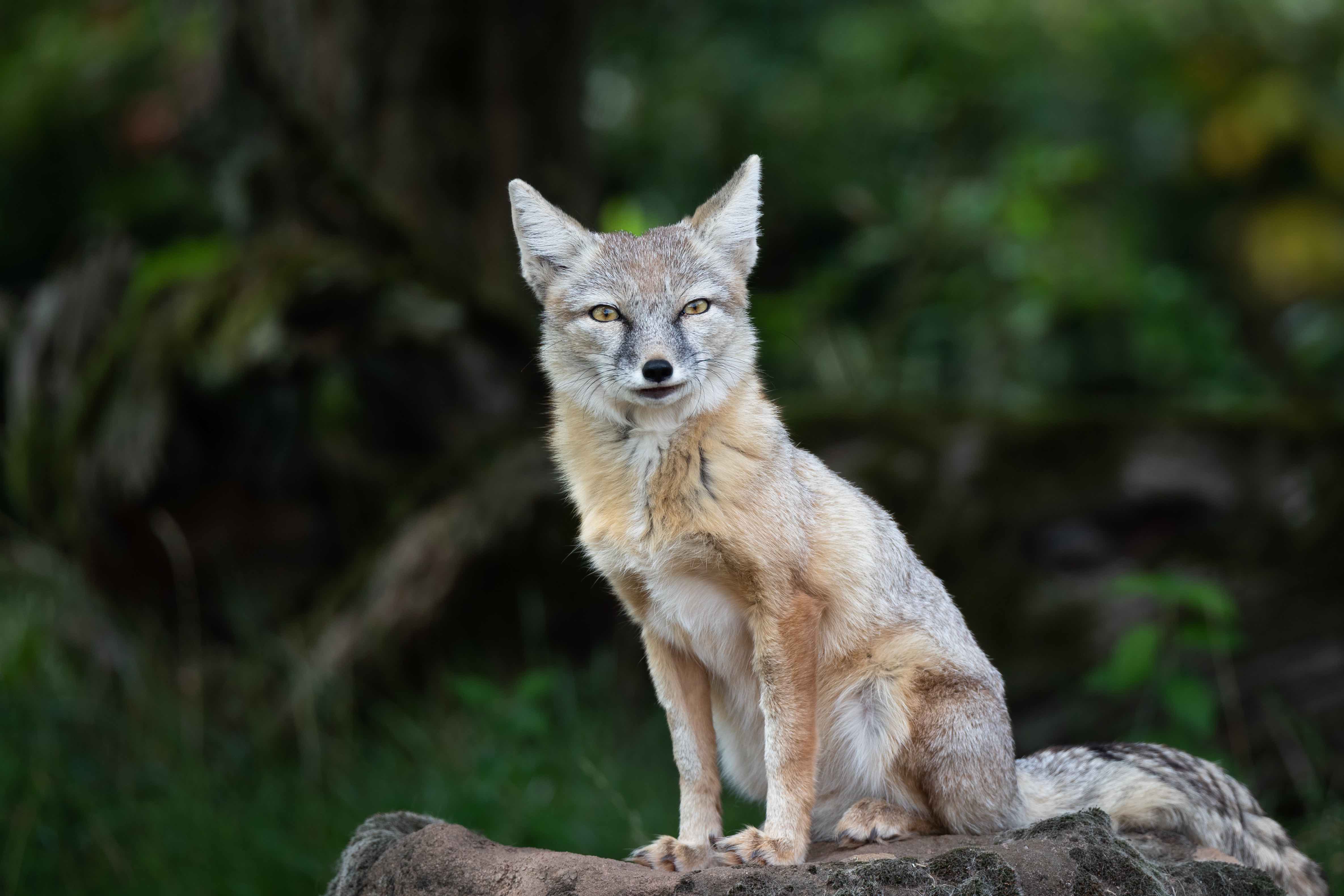 Corsac fox - Wikipedia