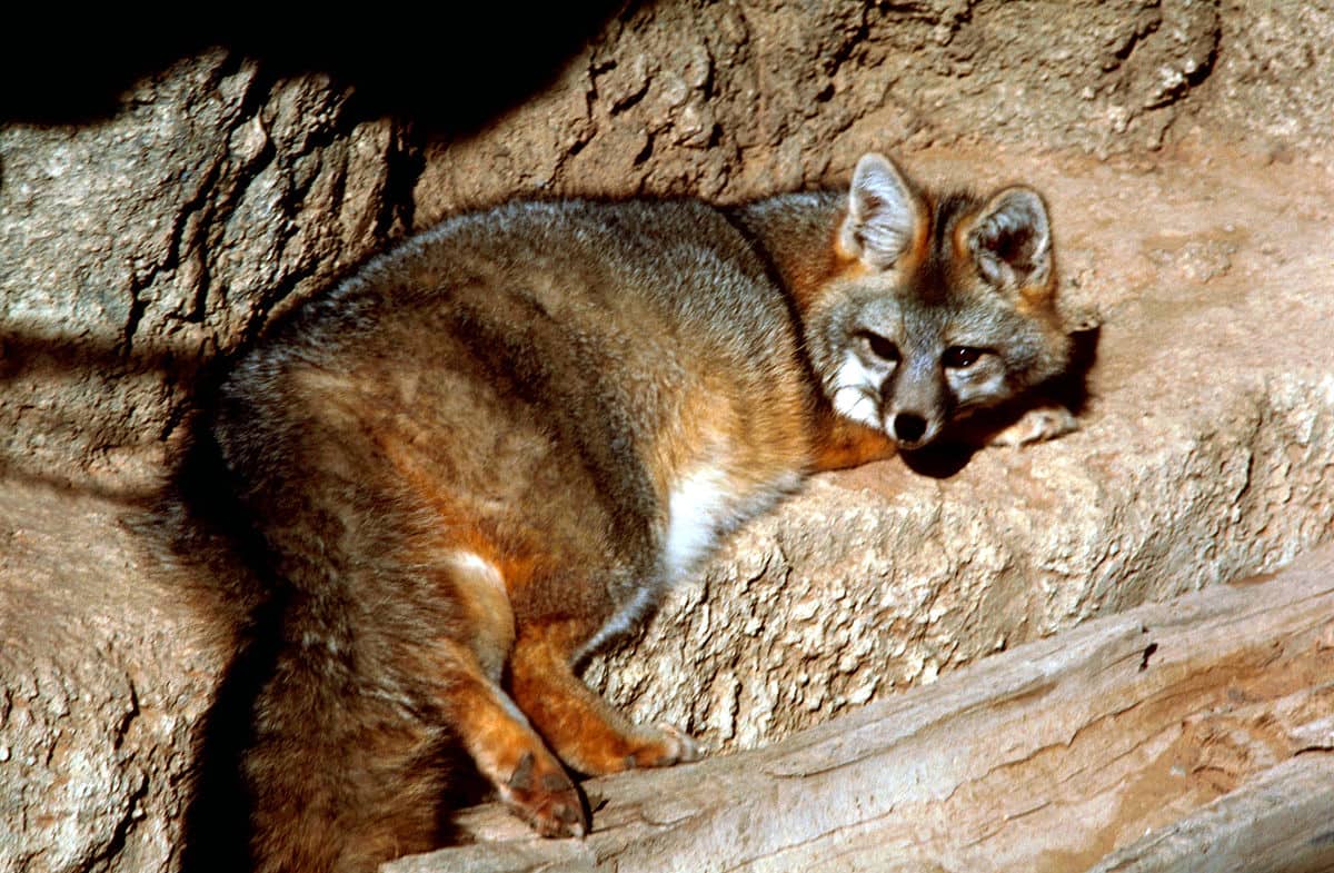 Cozumel Fox