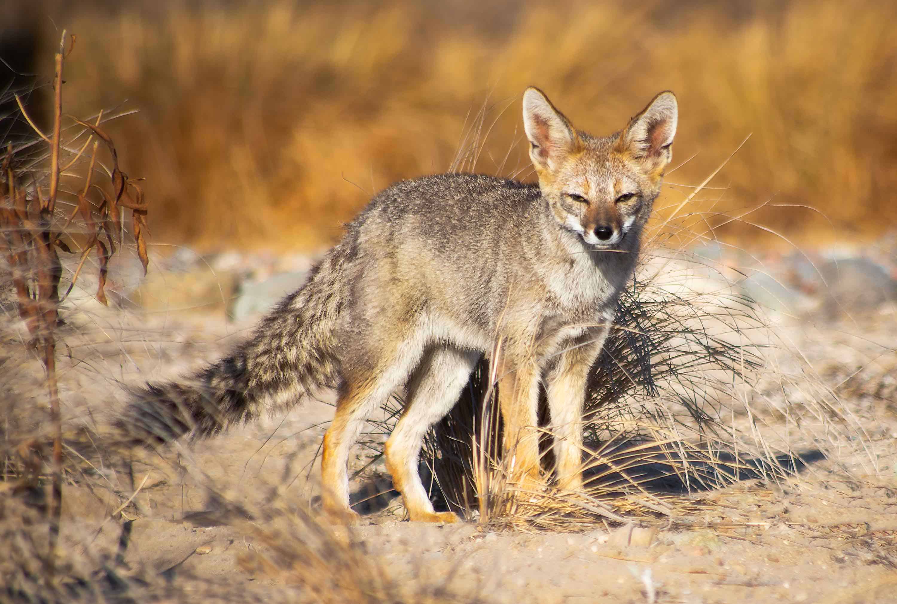 Culpeo Fox