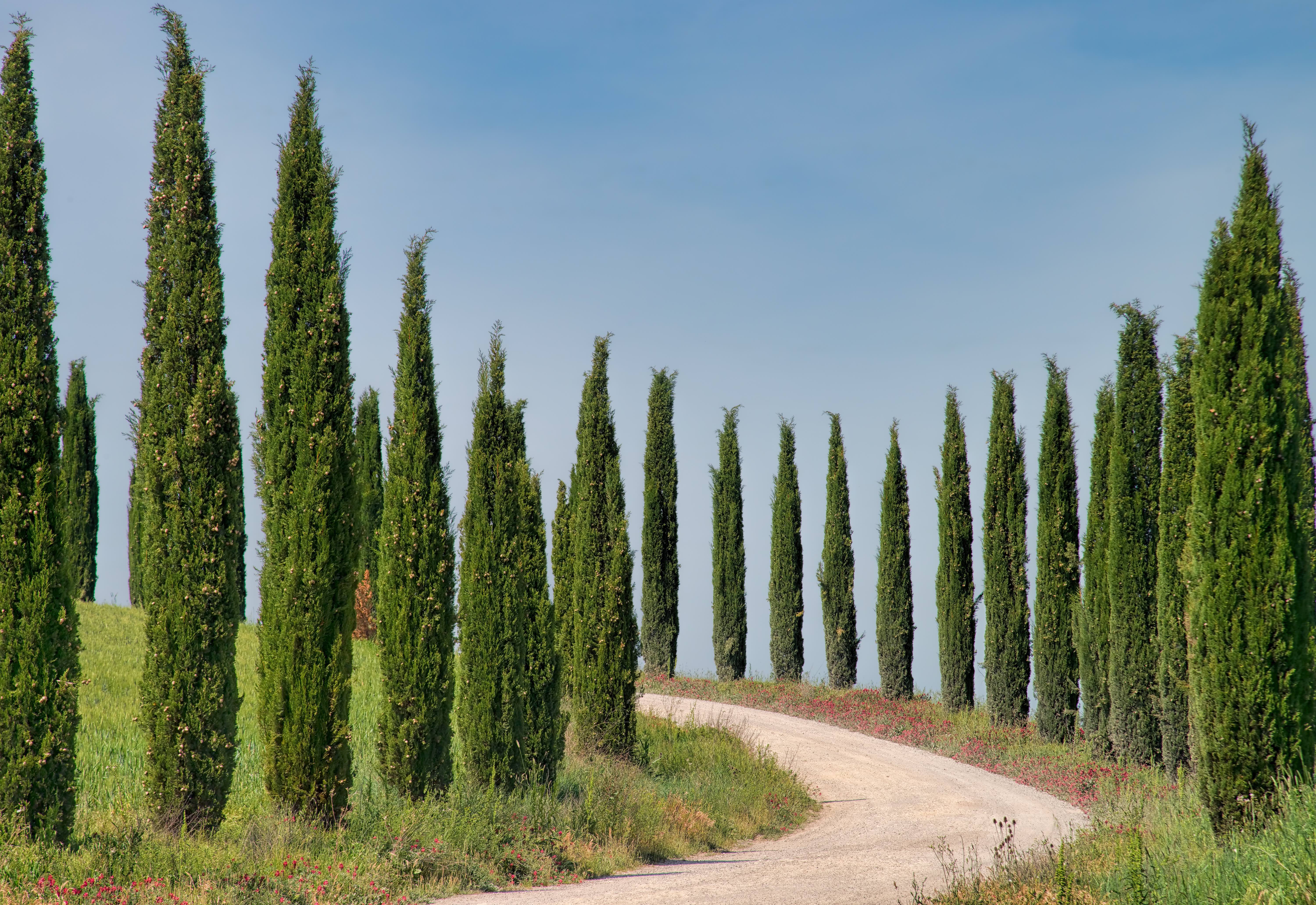 rows of cypress trees