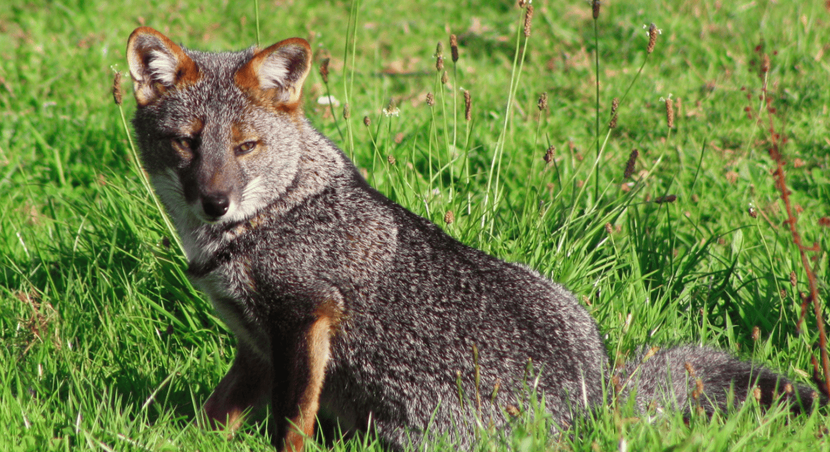 Darwin’s Fox