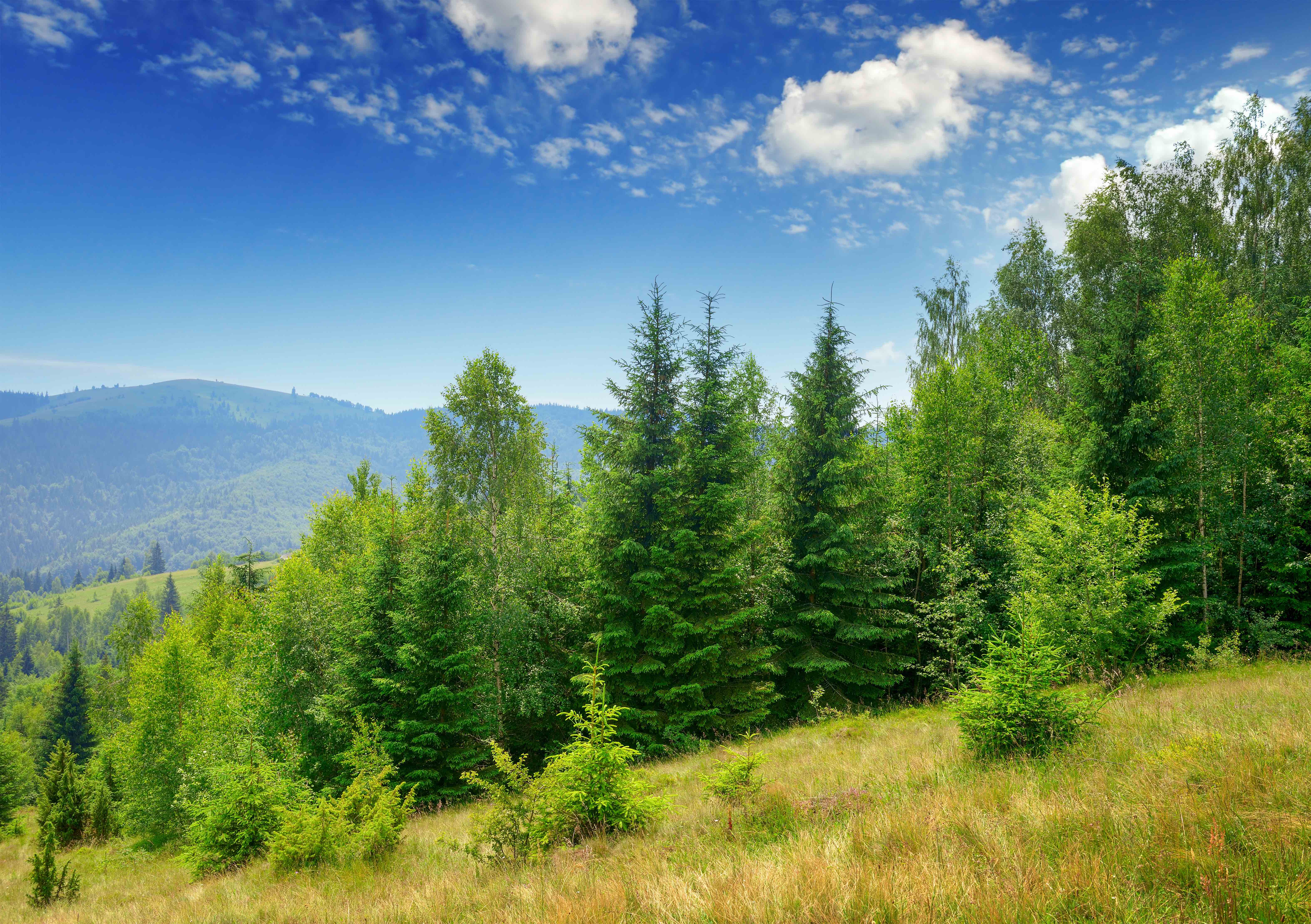 Evergreen fir trees