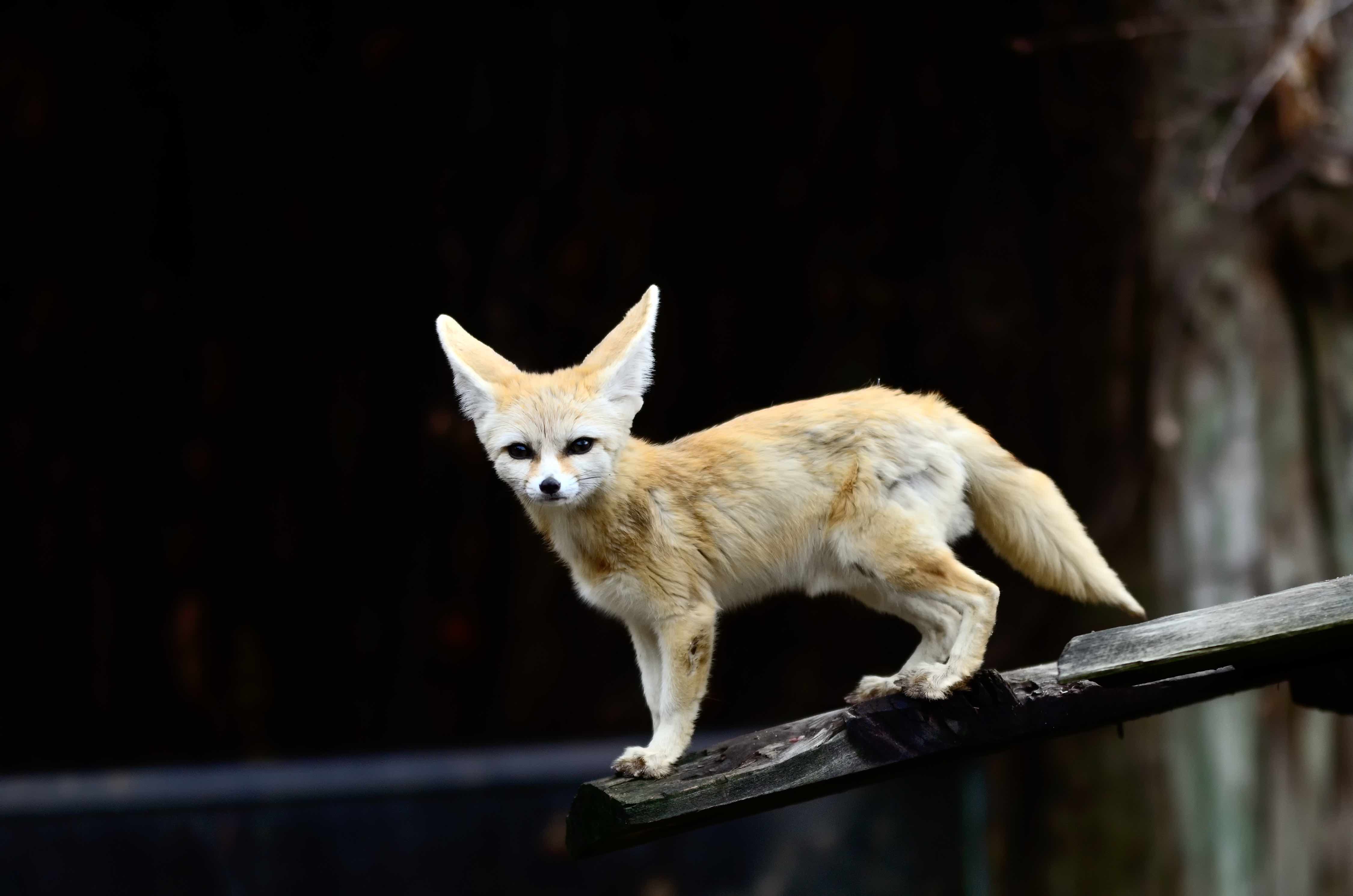 Fennec Fox