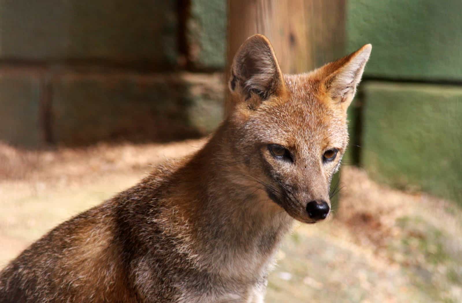 Hoary Fox