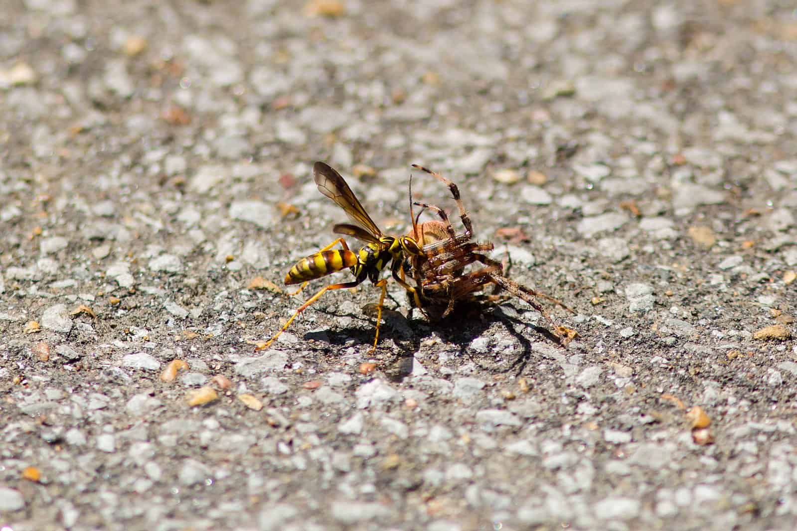 Hornet fighting a spider