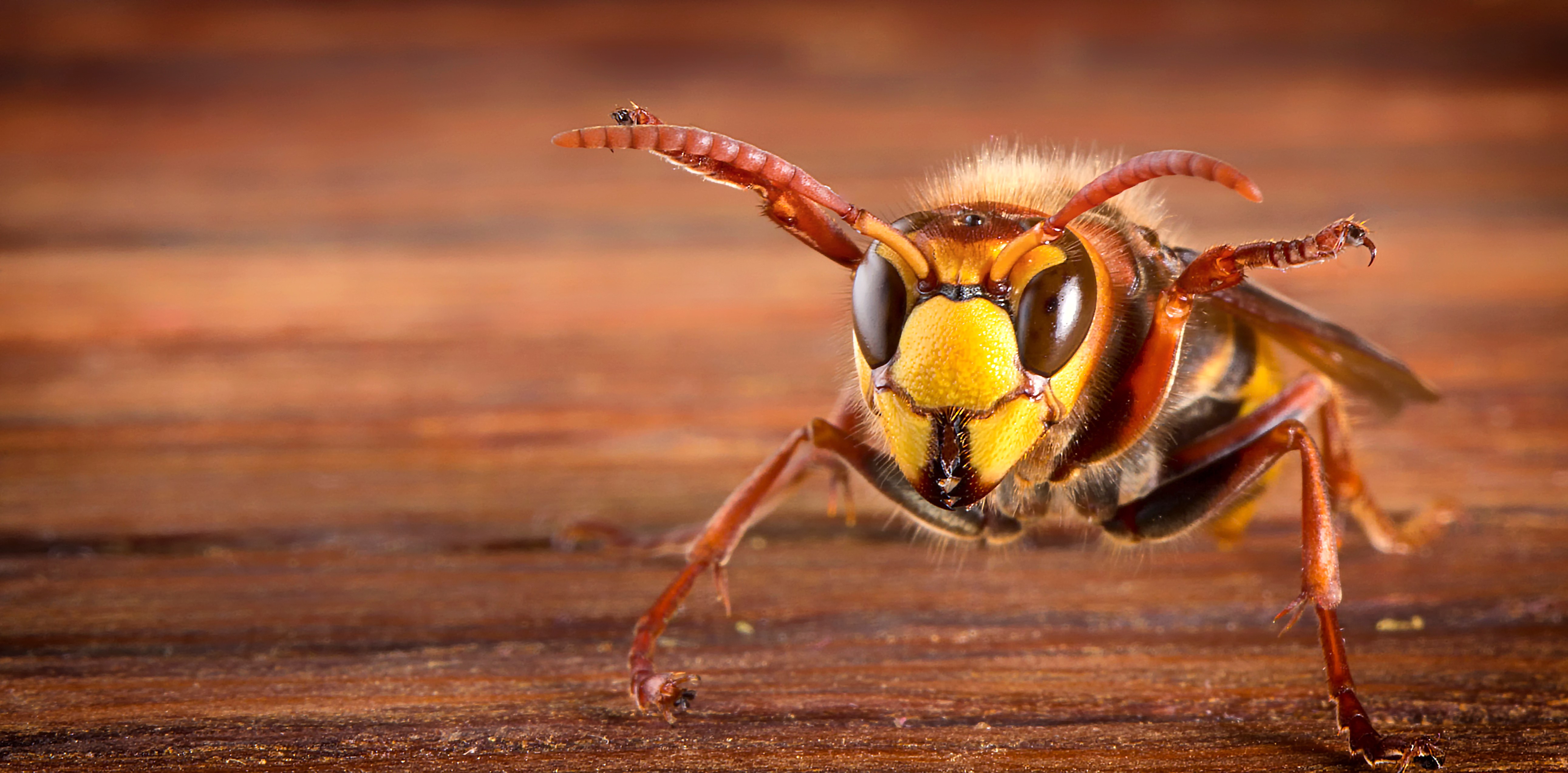 Hornet VS Wasp: What's the Difference? 