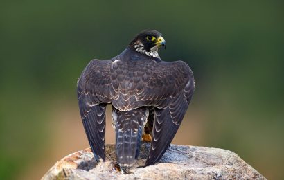 30 Peregrine Falcon Facts Fastest Soaring Bird in the World 