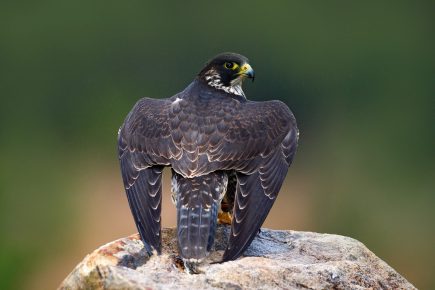 30 Peregrine Falcon Facts: Fastest Soaring Bird in the World - Facts.net