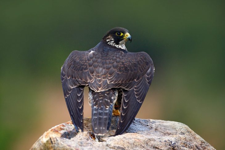 Peregrine Falcon sitting on the stone
