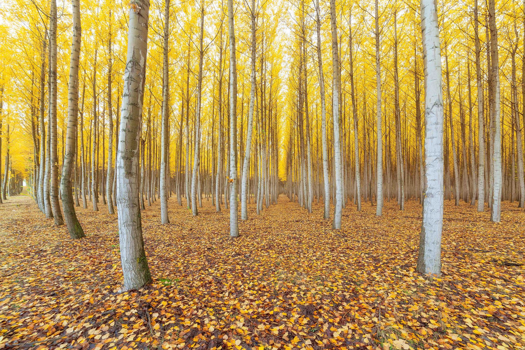 26 Types of Wood and Their Uses