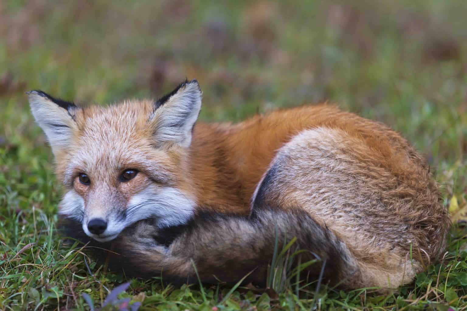 List of the Different Types of Foxes - Facts.net