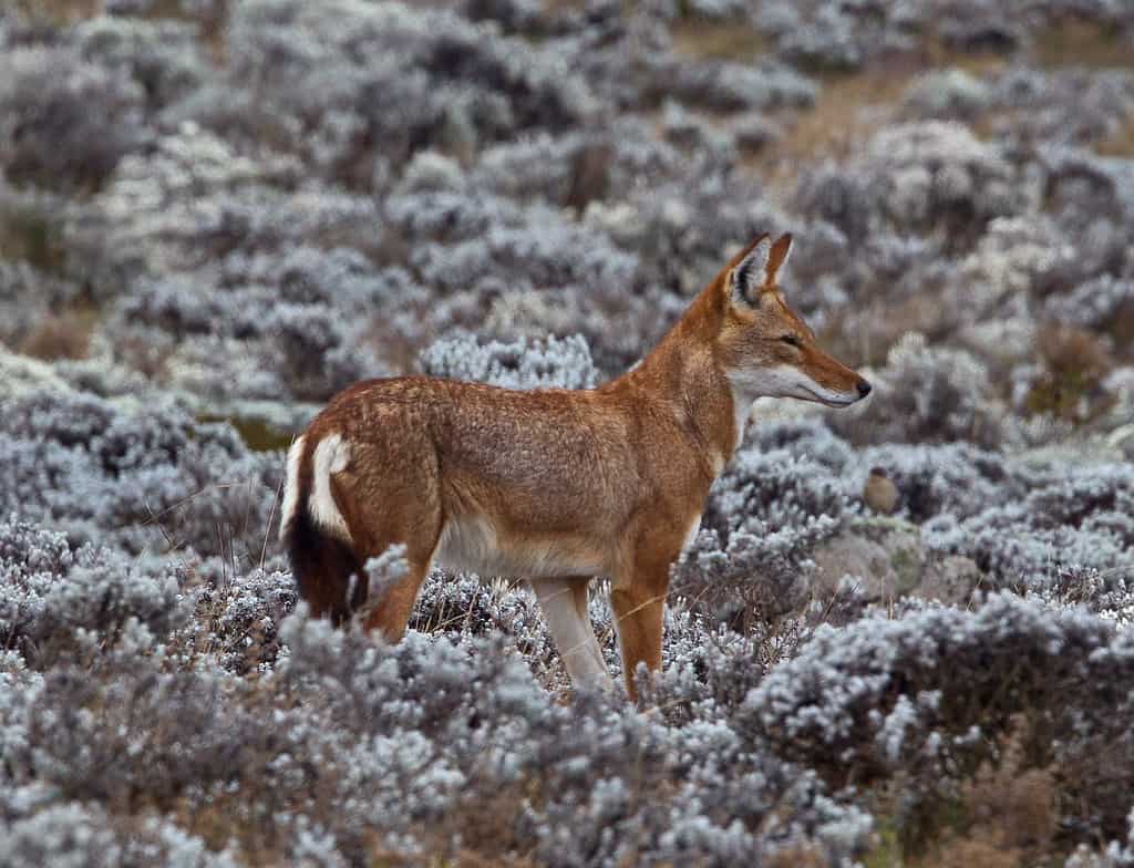 Simien Fox