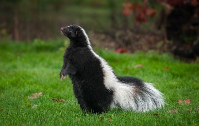 40 Skunk Facts About This Misunderstood Critter 