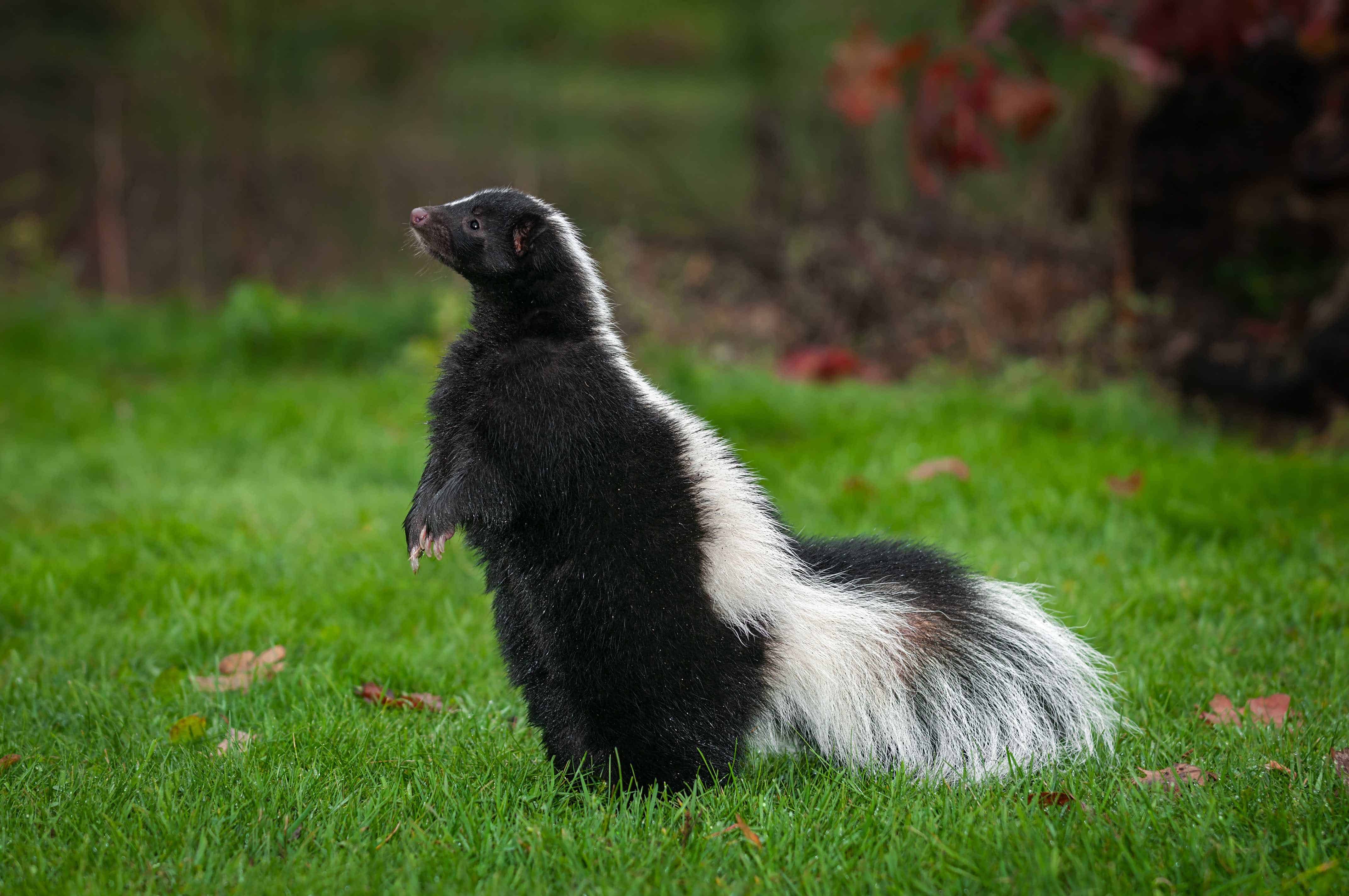 40 Skunk Facts About This Misunderstood Critter 