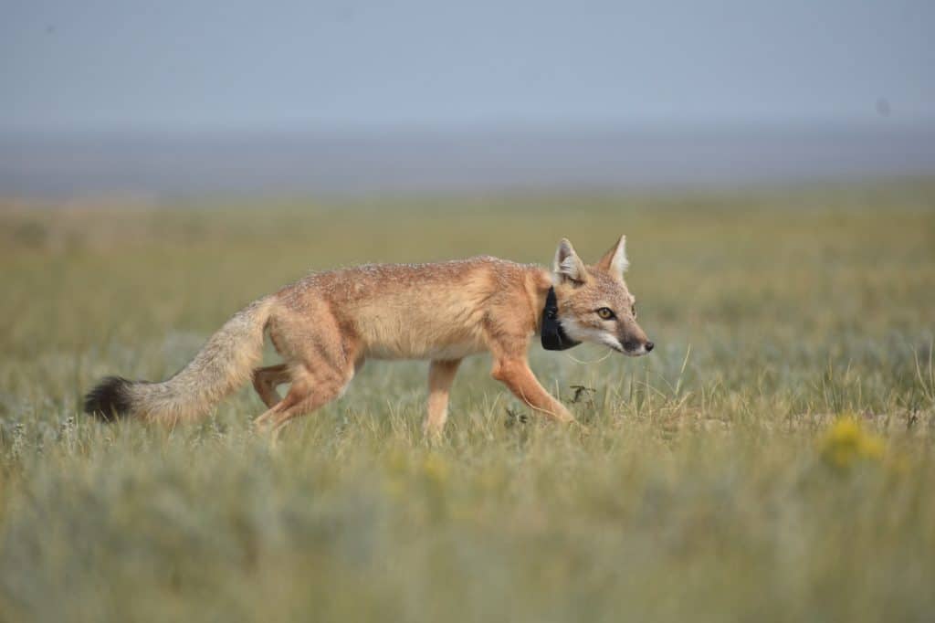 What Adaptations Do Swift Foxes Have