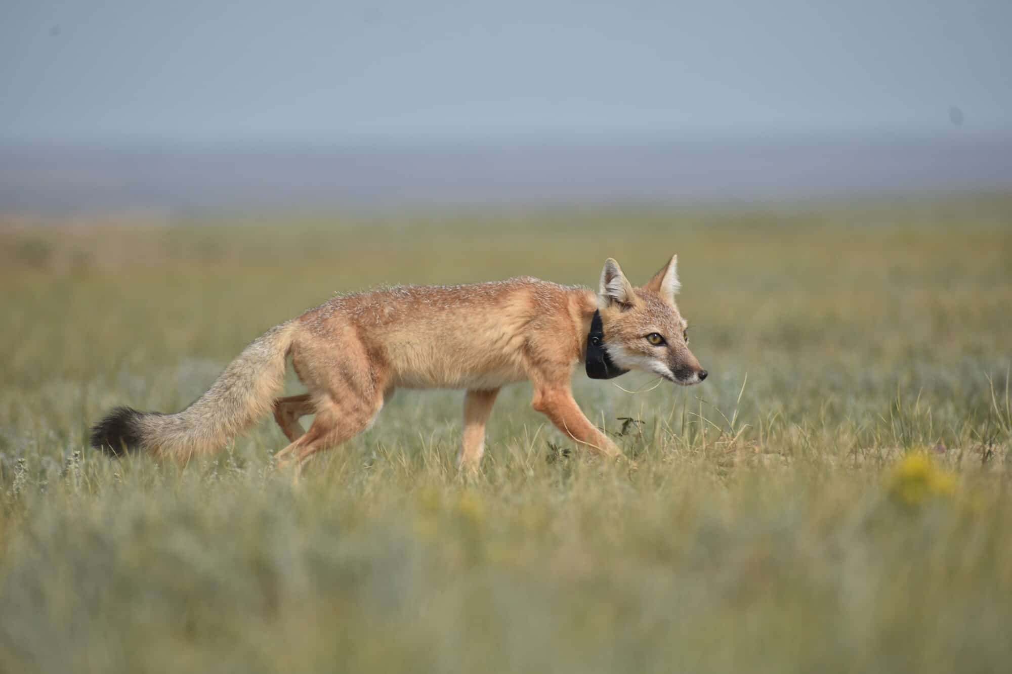 Swift fox