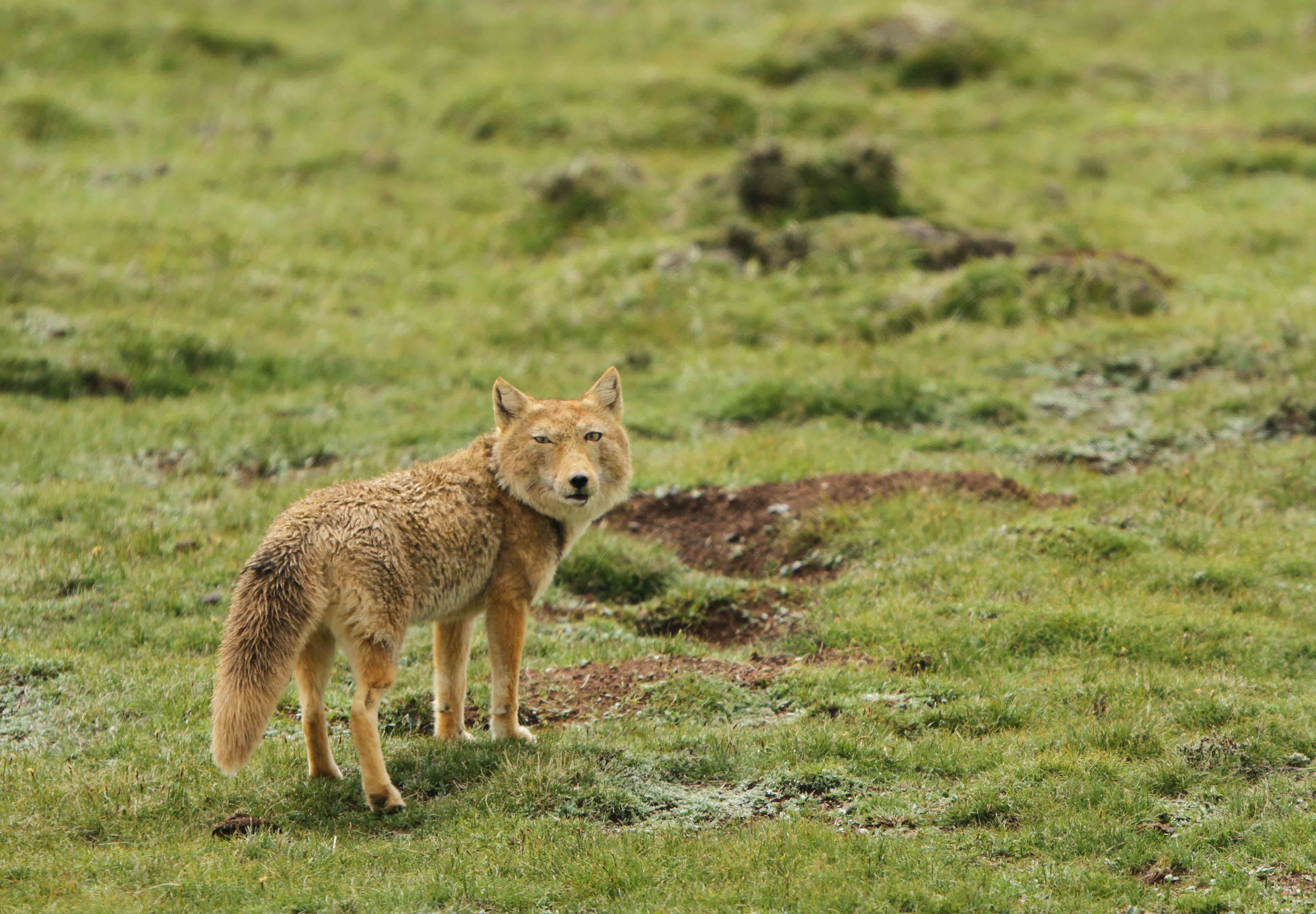 Tibetan Sand Fox