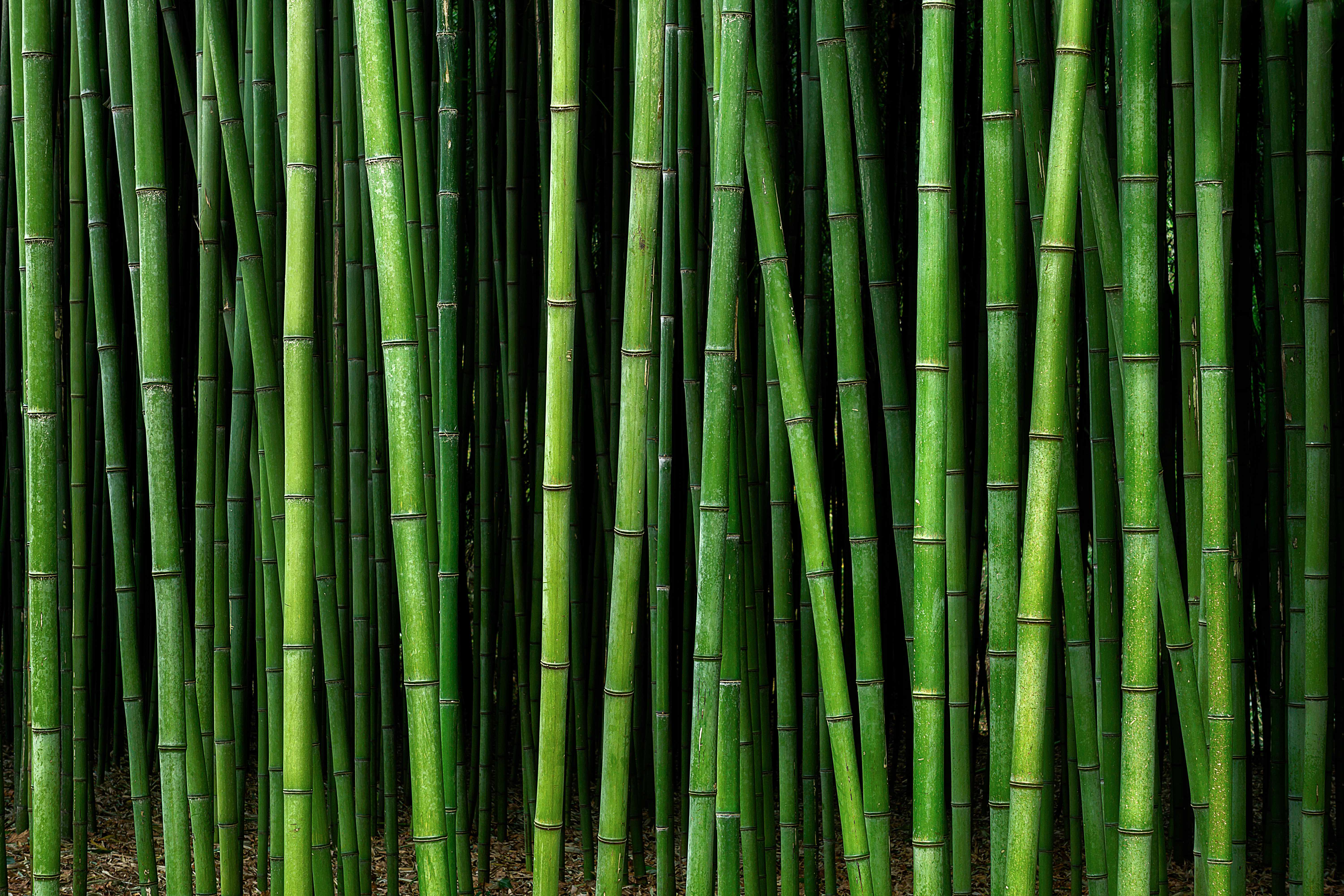 bamboo forest