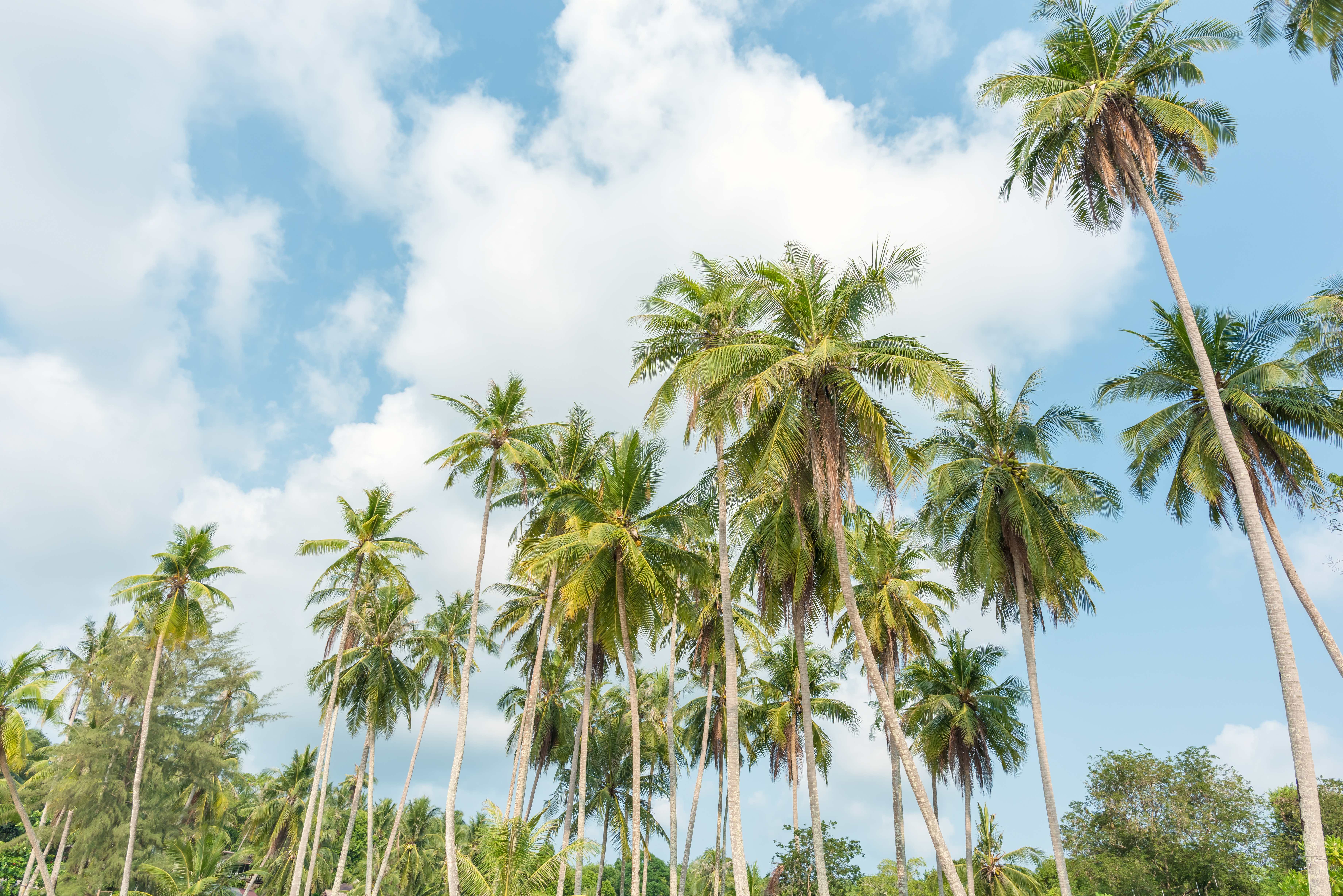coconut trees on tropical beach