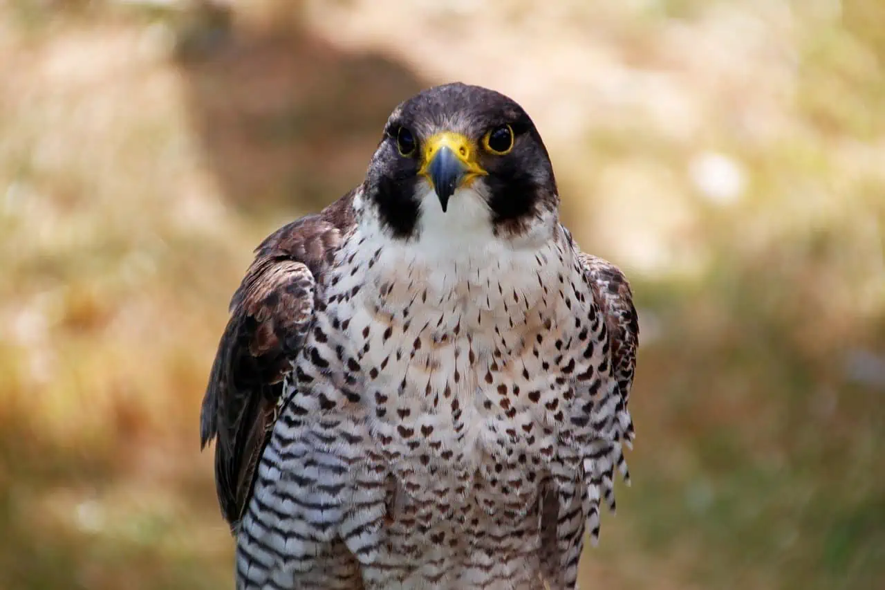 30 Peregrine Falcon Facts: Fastest Soaring Bird in the World - Facts.net