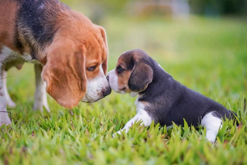 beagle snoopy