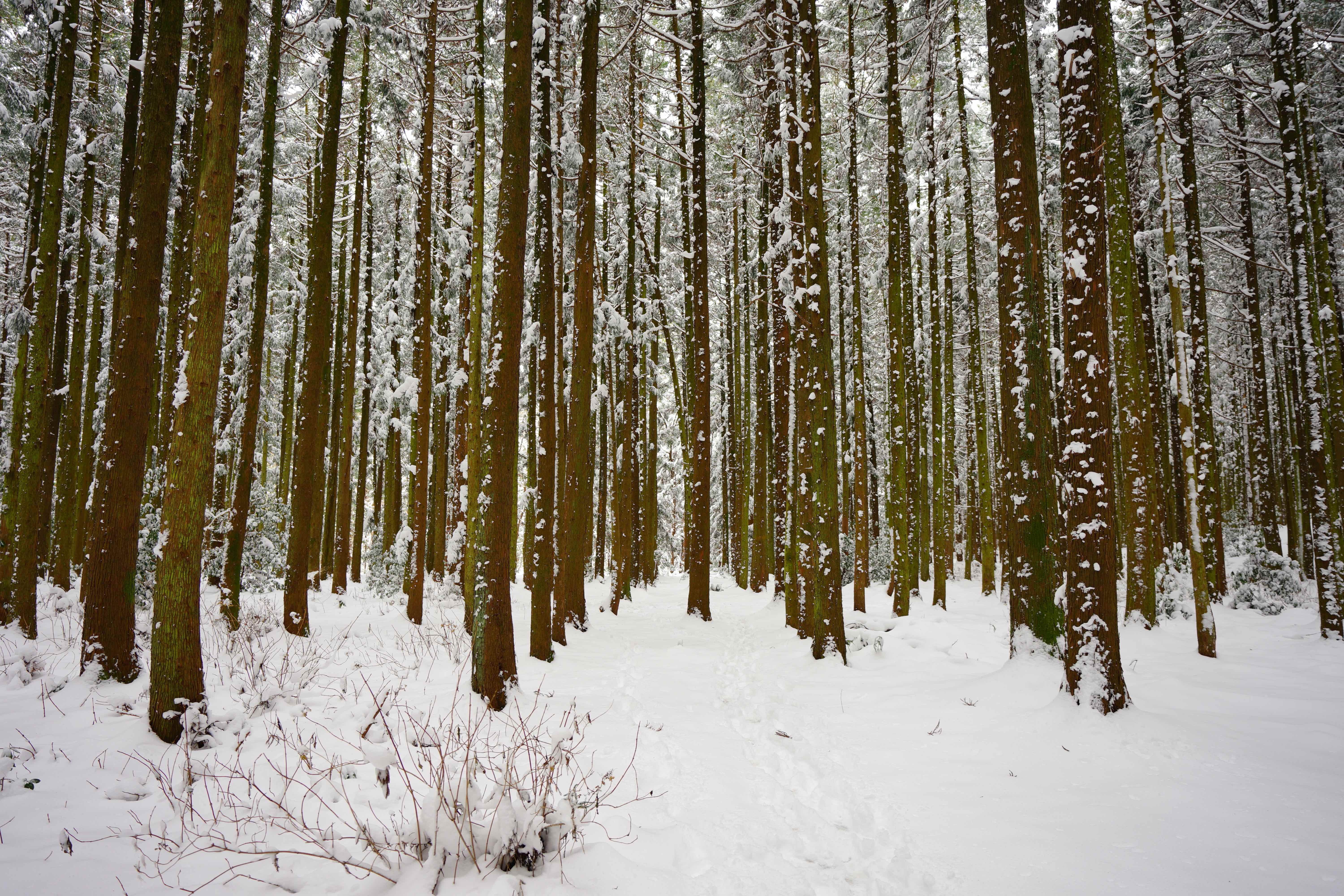 snowy cedar woods