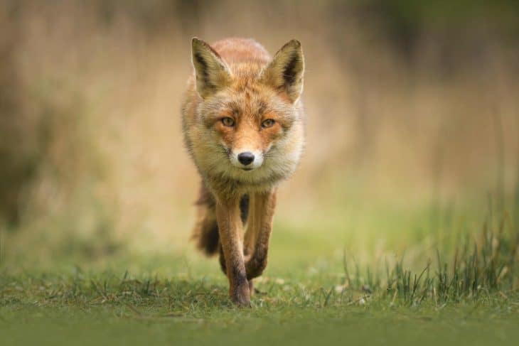 Wild red fox