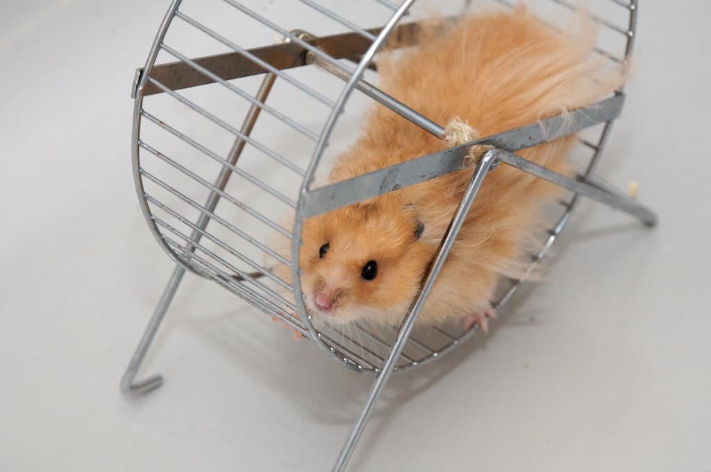 Hamster Exercise Wheel