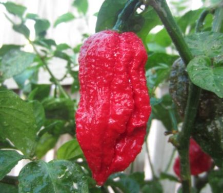 20 Hottest Peppers in the World To Make You Sweat - Facts.net