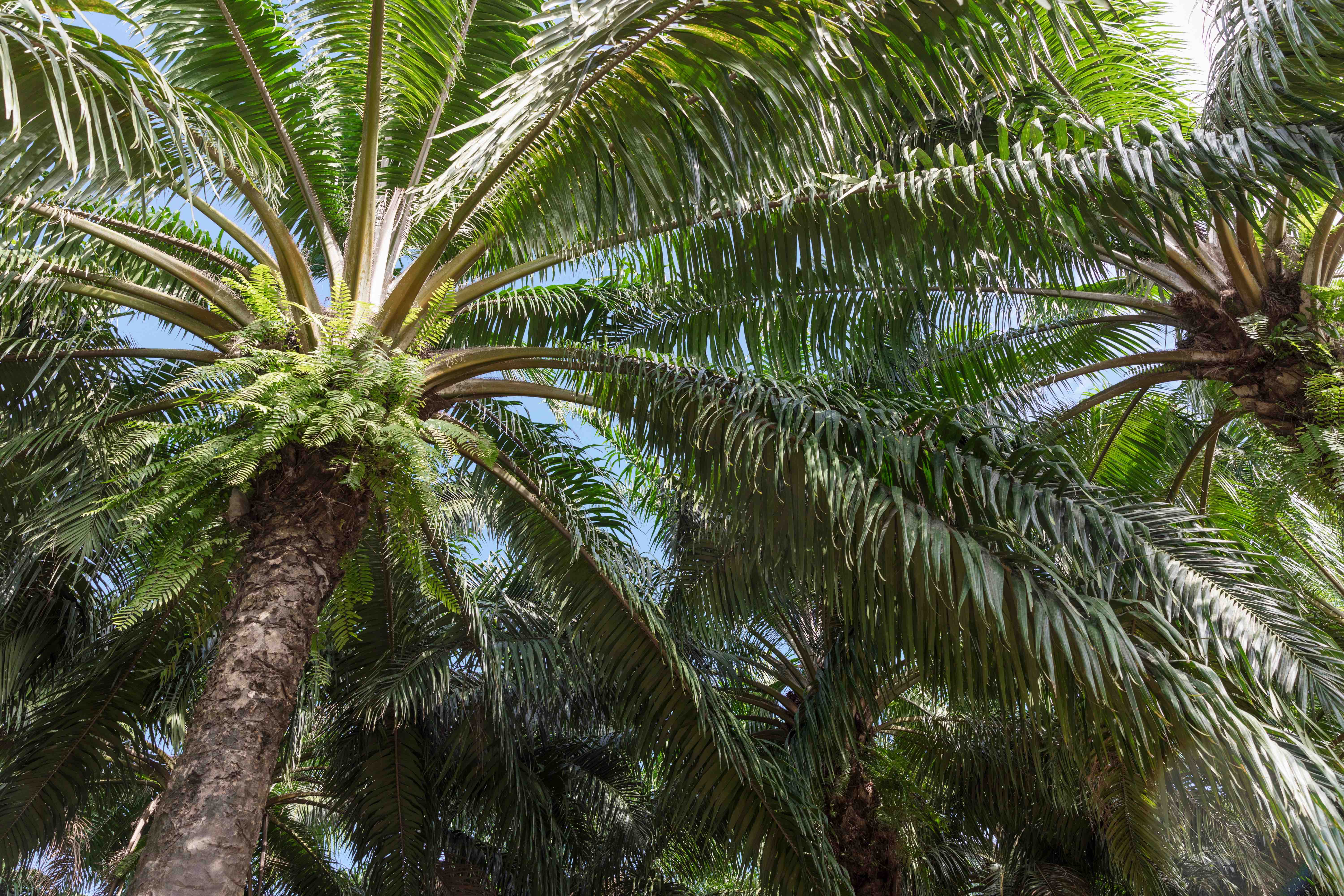 Types of Palm Trees