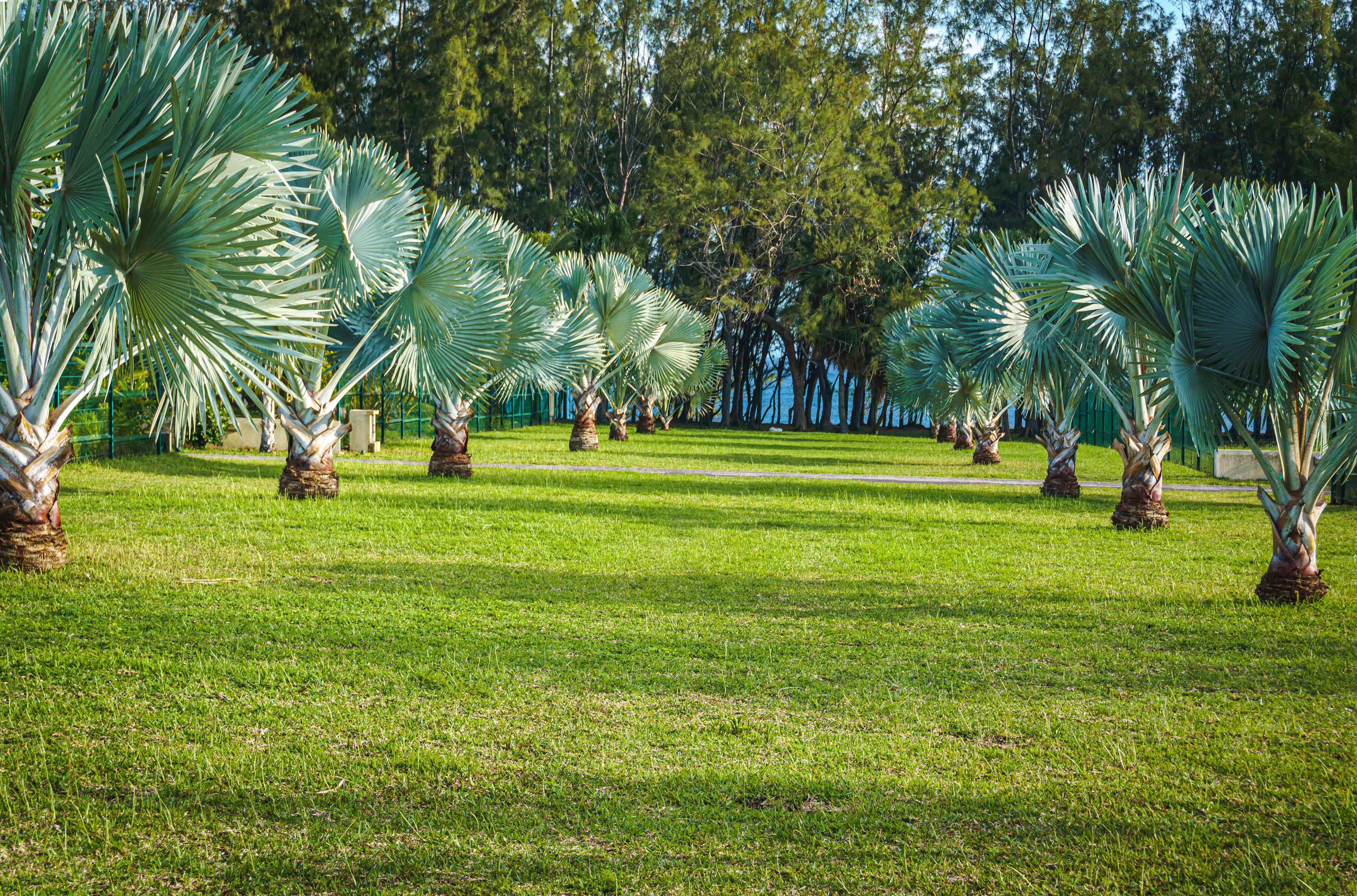 Blue Latan Palm