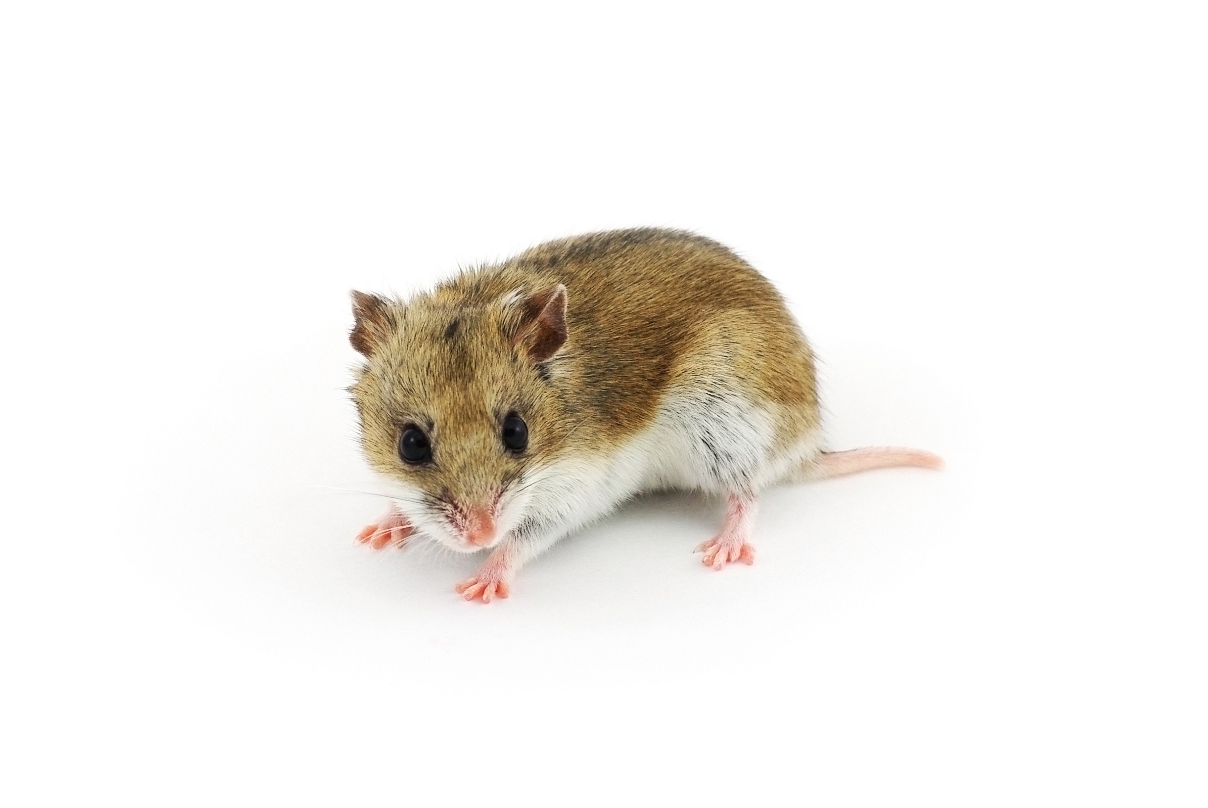 Hamster species: characteristics and advice