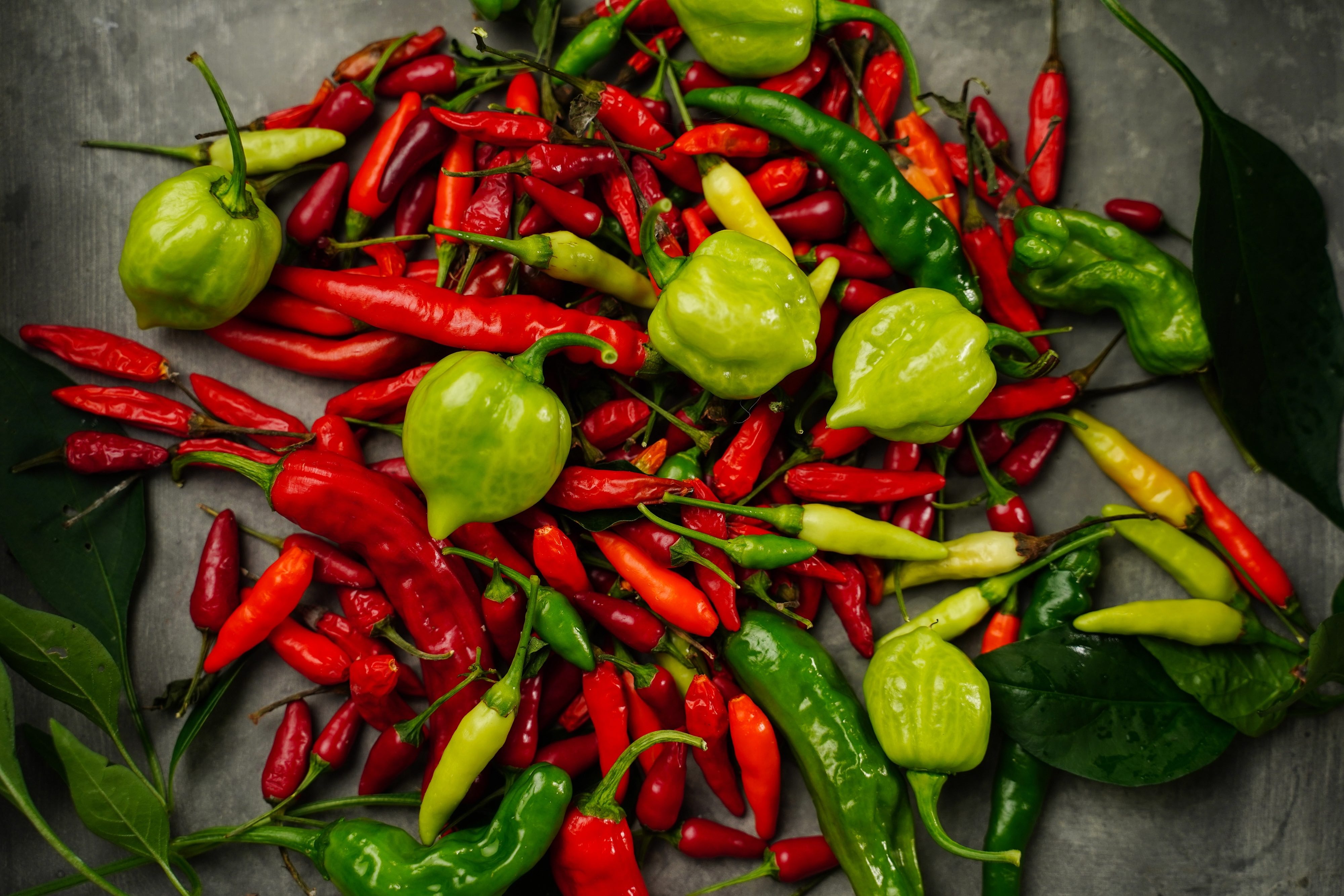 Different types of homegrown chillies or chilli peppers