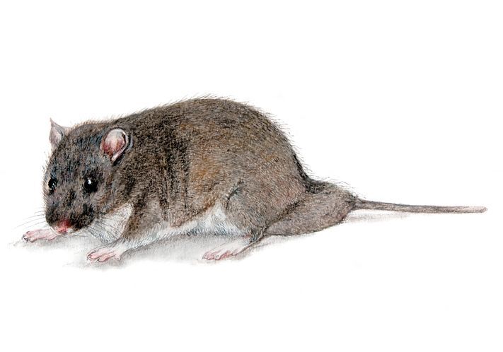 Greater Long-Tailed Hamster