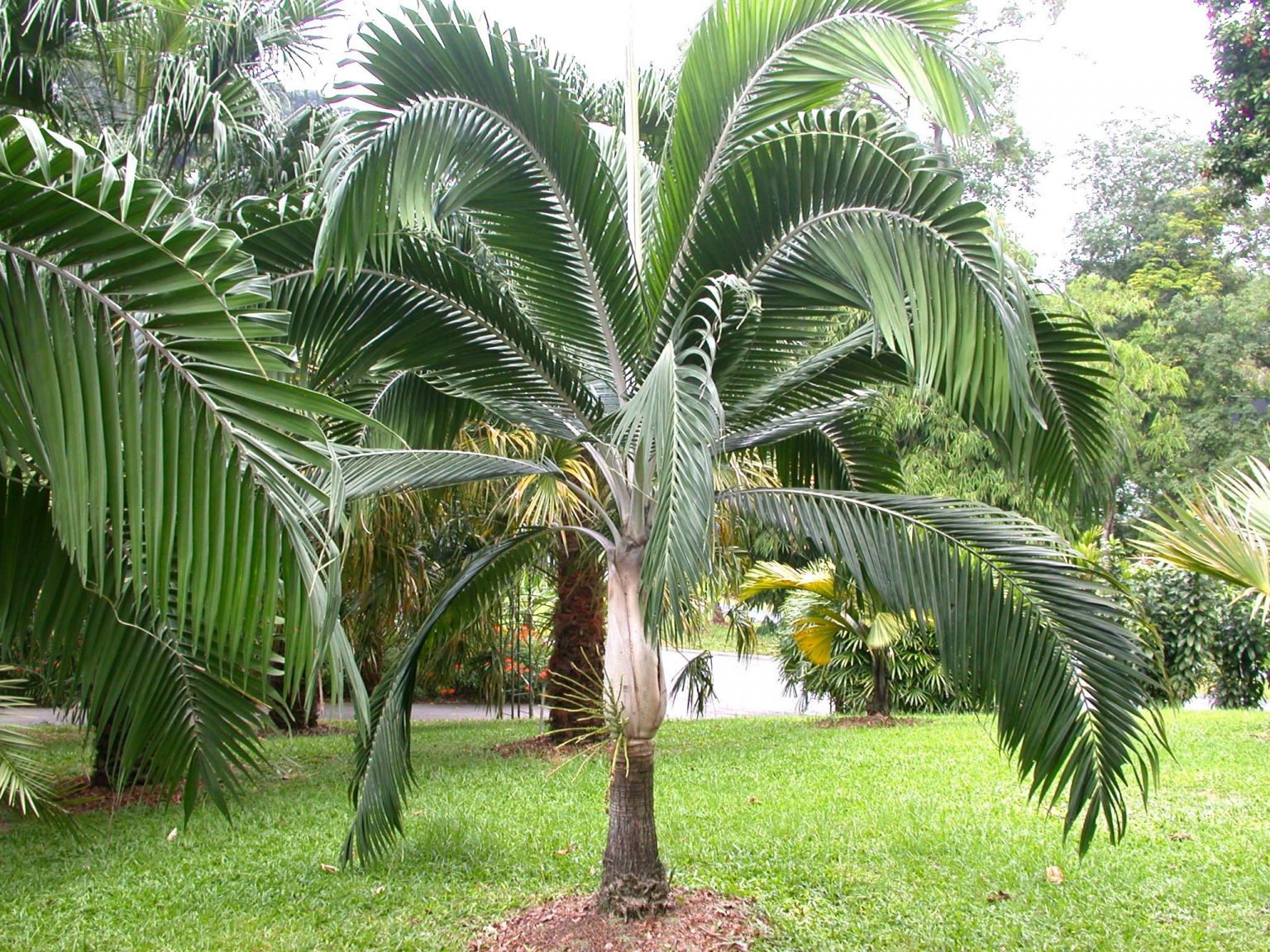 24 Types of Palm Trees Around the World