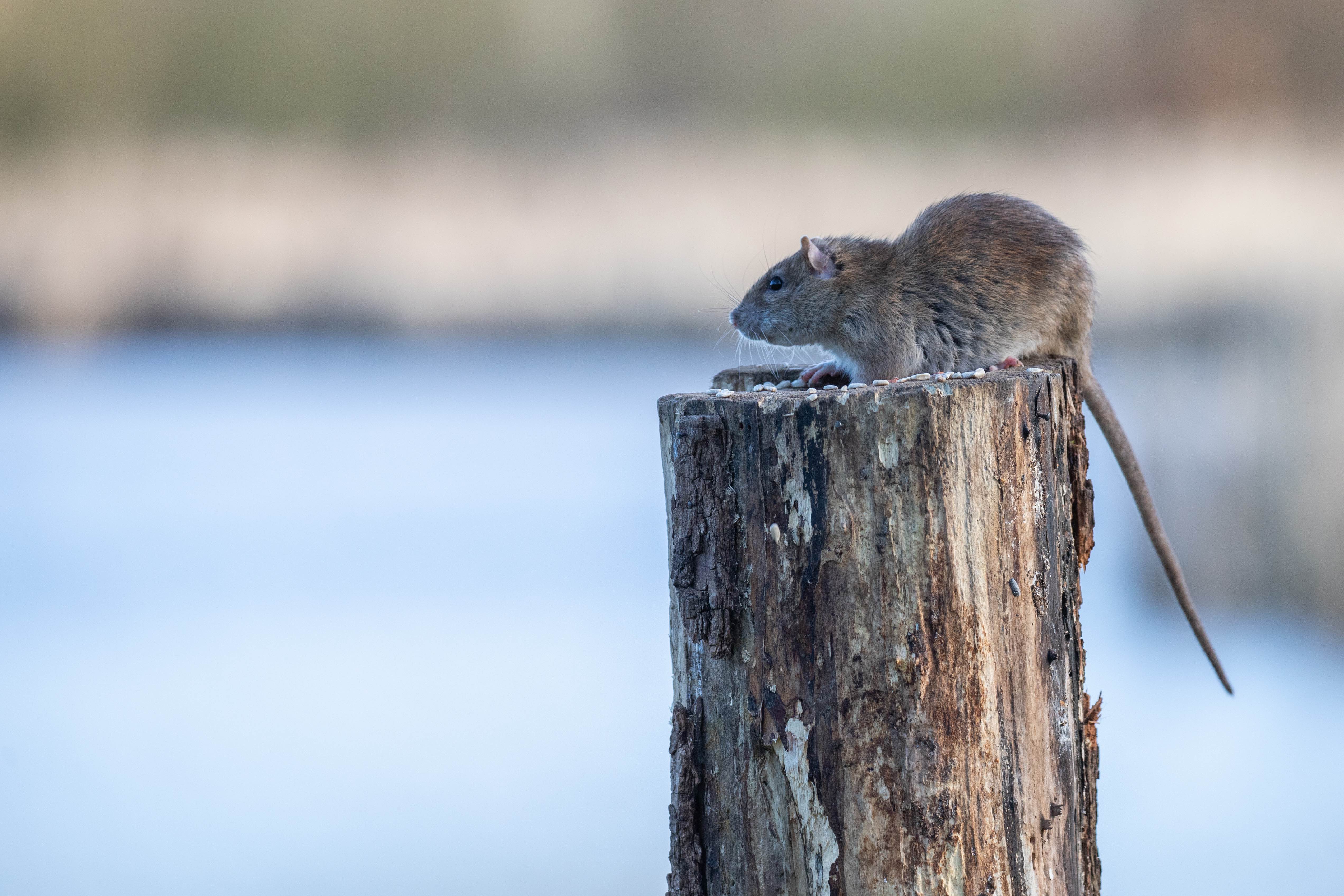 Long-tailed Dwarf Hamster
