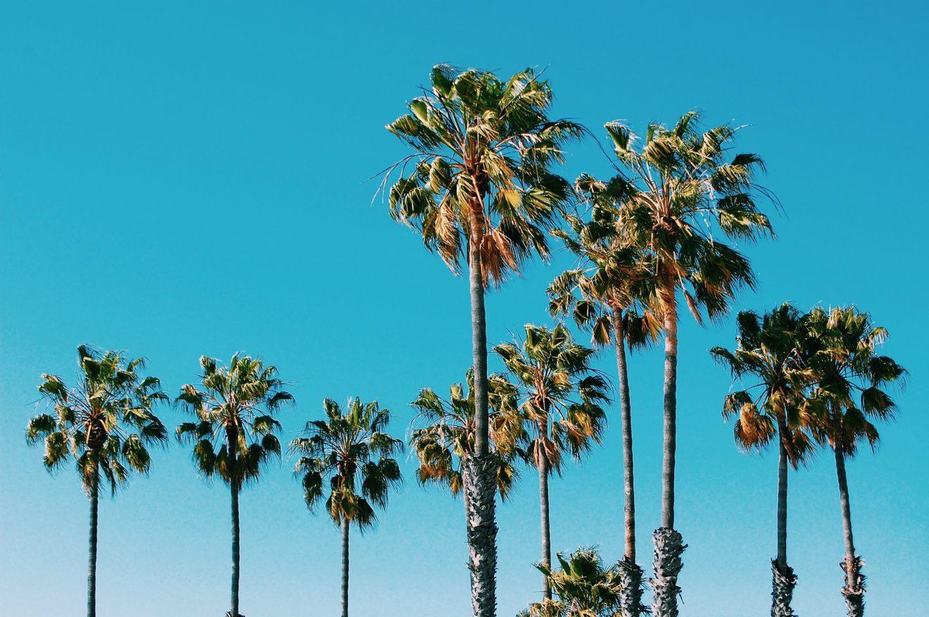24 Types of Palm Trees Around the World