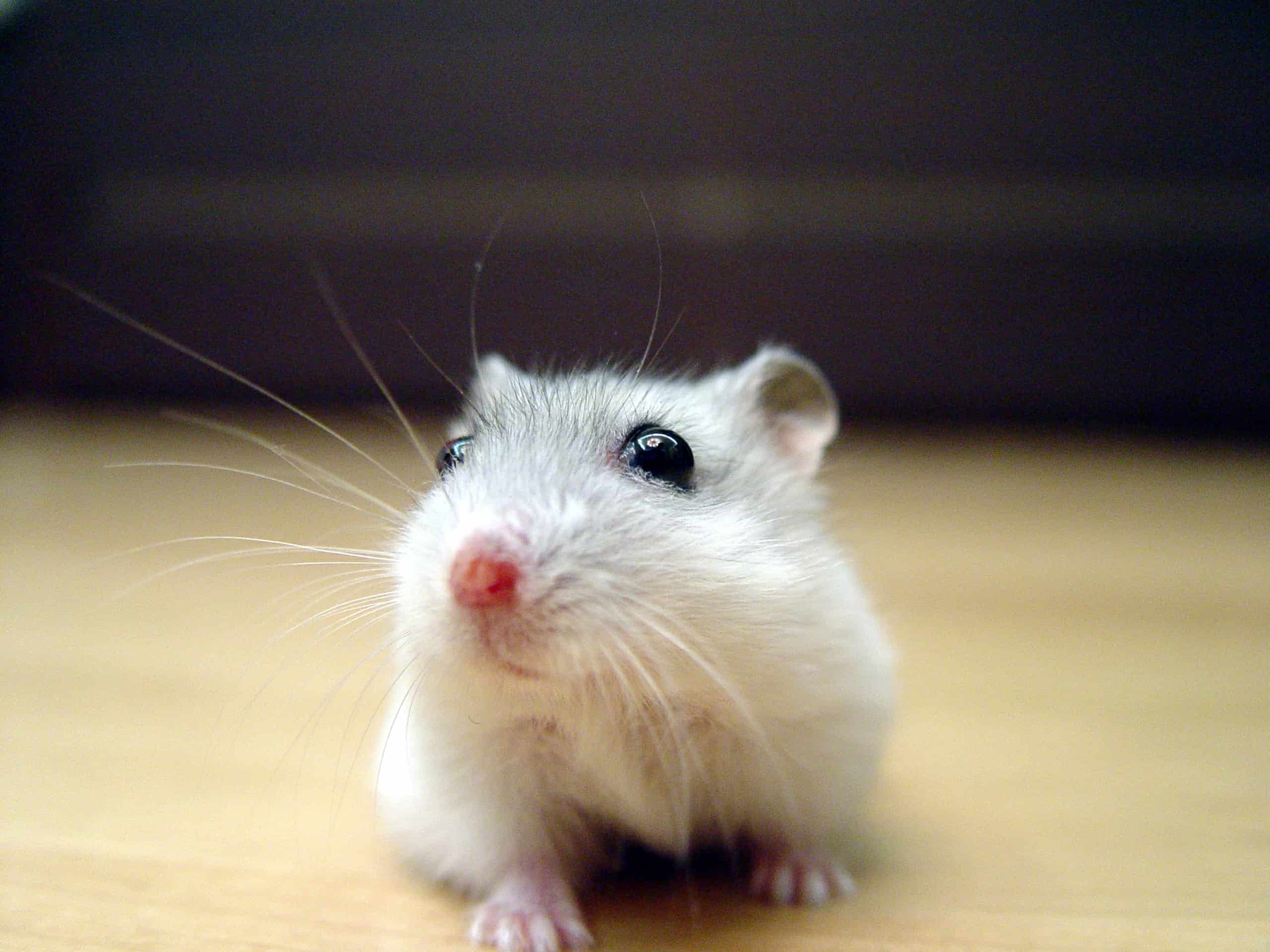 Djungarian Hamster - Facts, Diet, Habitat & Pictures on