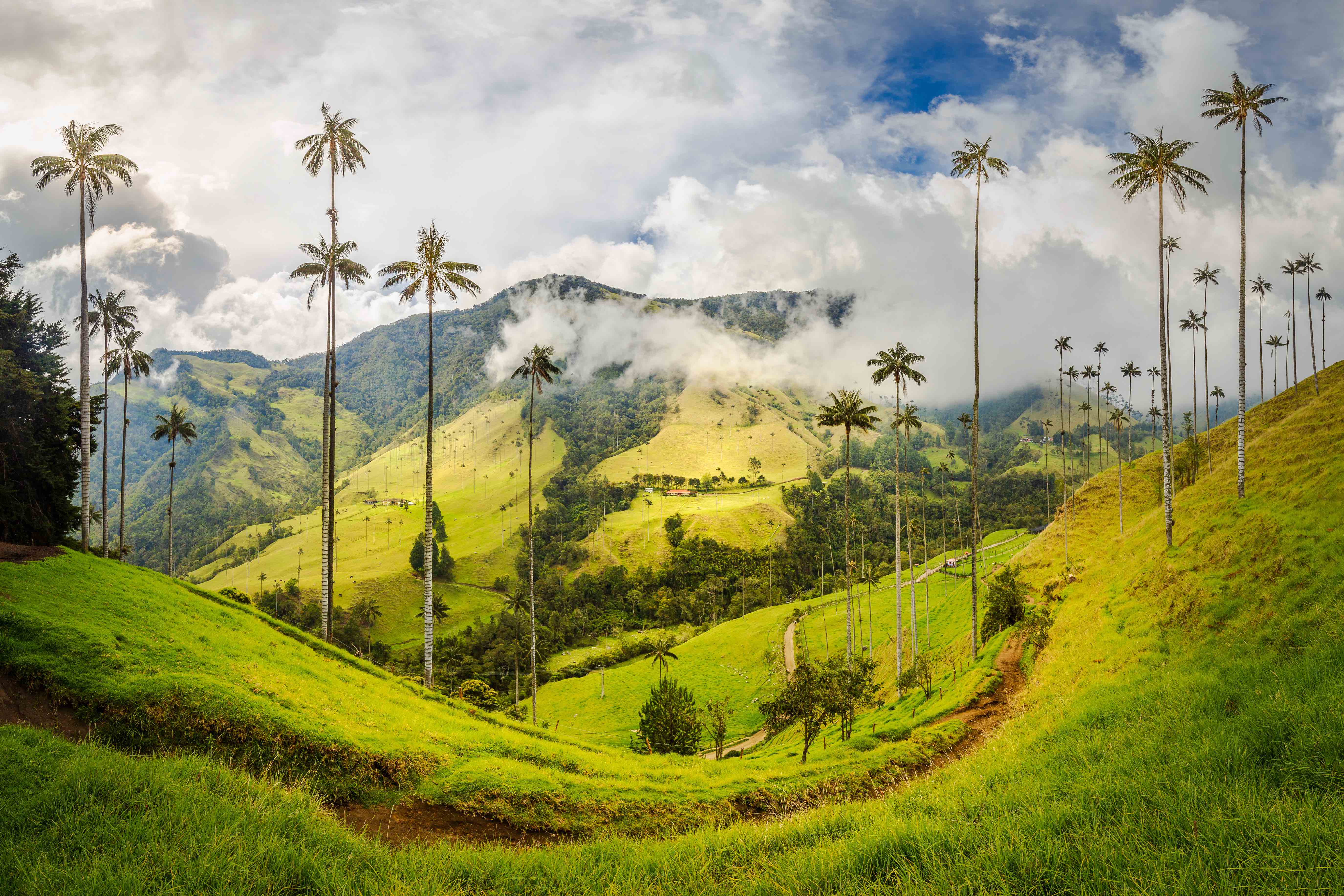 Quindio Wax Palms