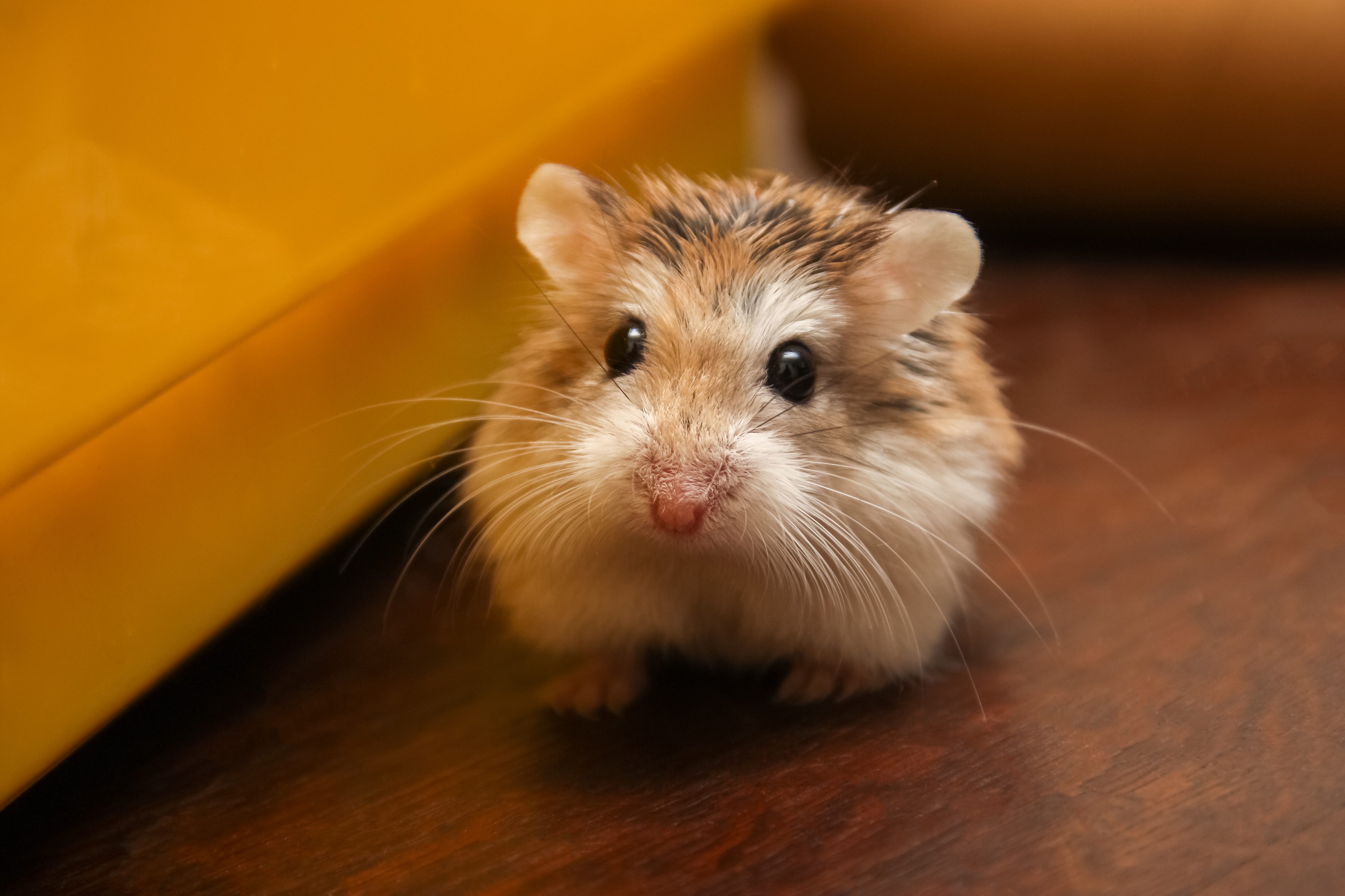 Roborovski Dwarf Hamster