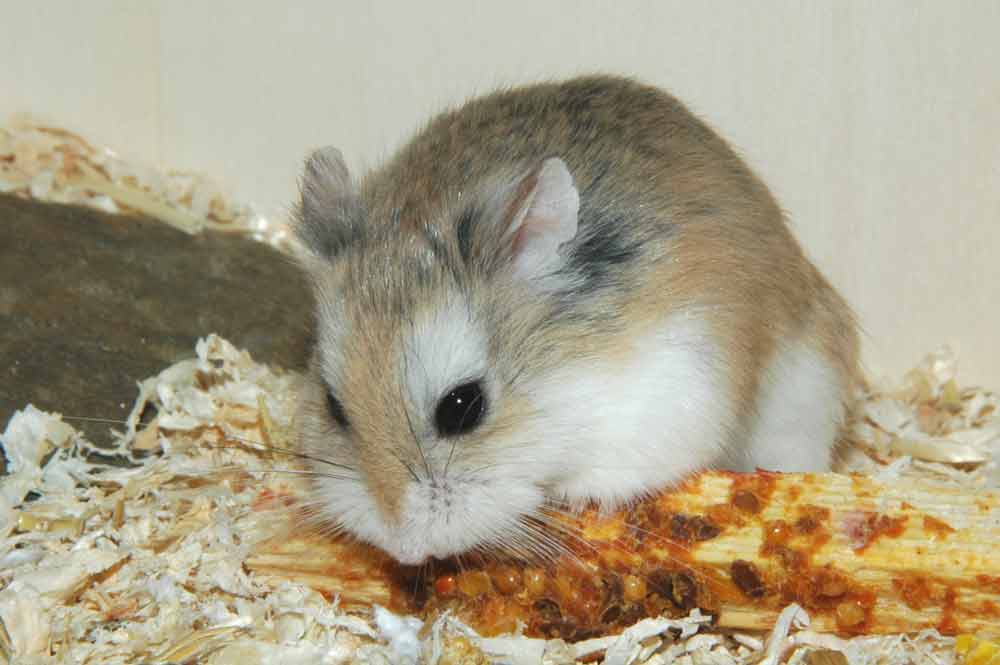 Types of Hamsters: Romanian Hamster