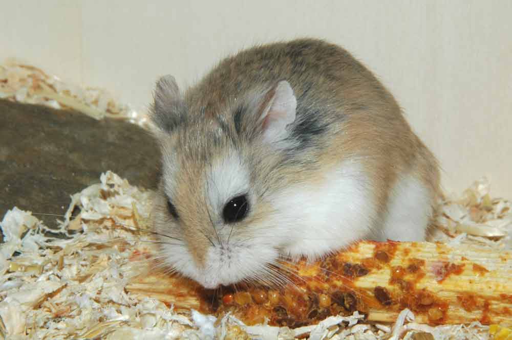 TYPES OF HAMSTERS  Hamstersforsalesg