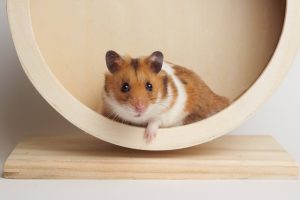 All Types of Hamsters their Characteristics Habitats and More 