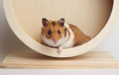 All Types of Hamsters their Characteristics Habitats and More 