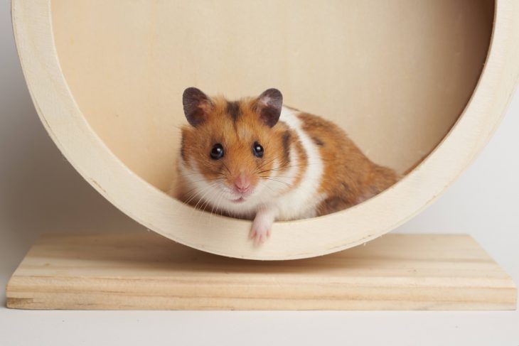 Djungarian Hamster - Facts, Diet, Habitat & Pictures on