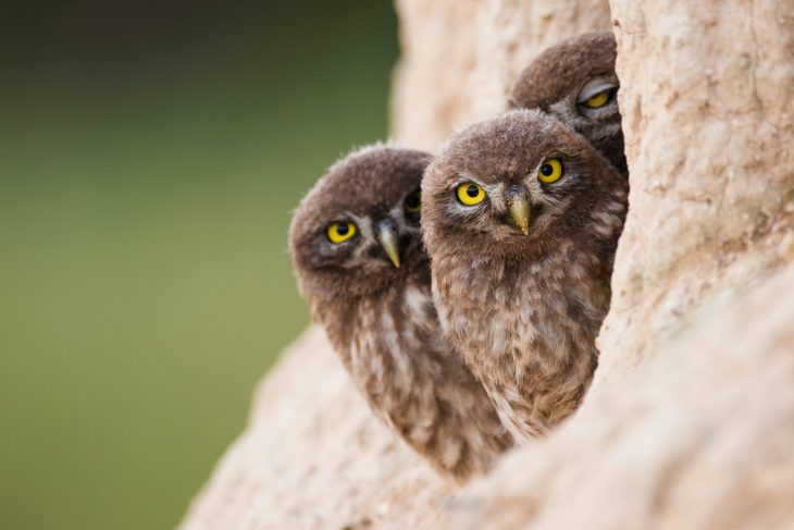Three little owls looking out of their burrow