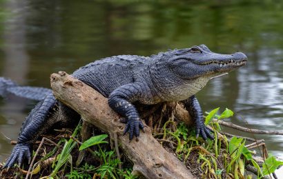 50 Facts About Alligators Less Scary Than We Imagine