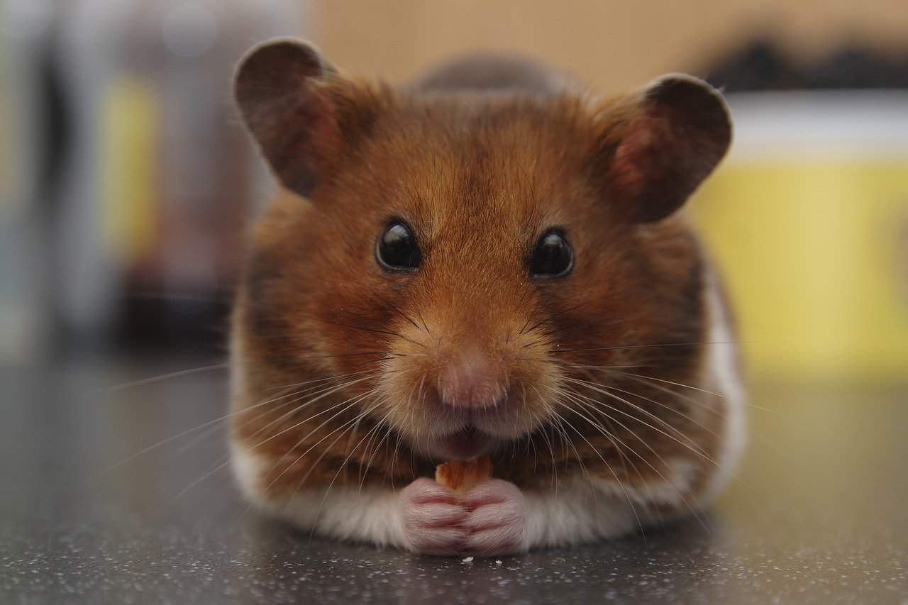 syrian hamster breeds