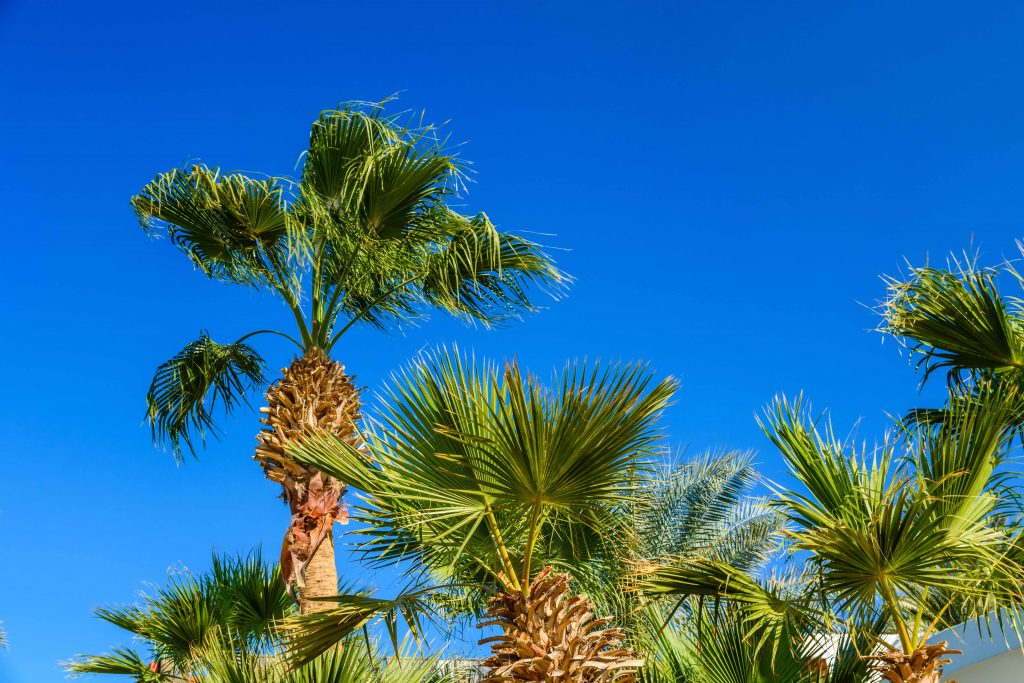 24 Types of Palm Trees Around the World